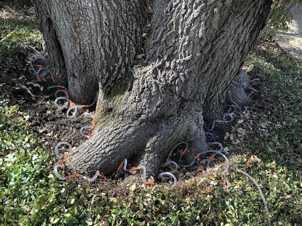 Detailed Tree Cabling and Bracing job site in Fish Creek