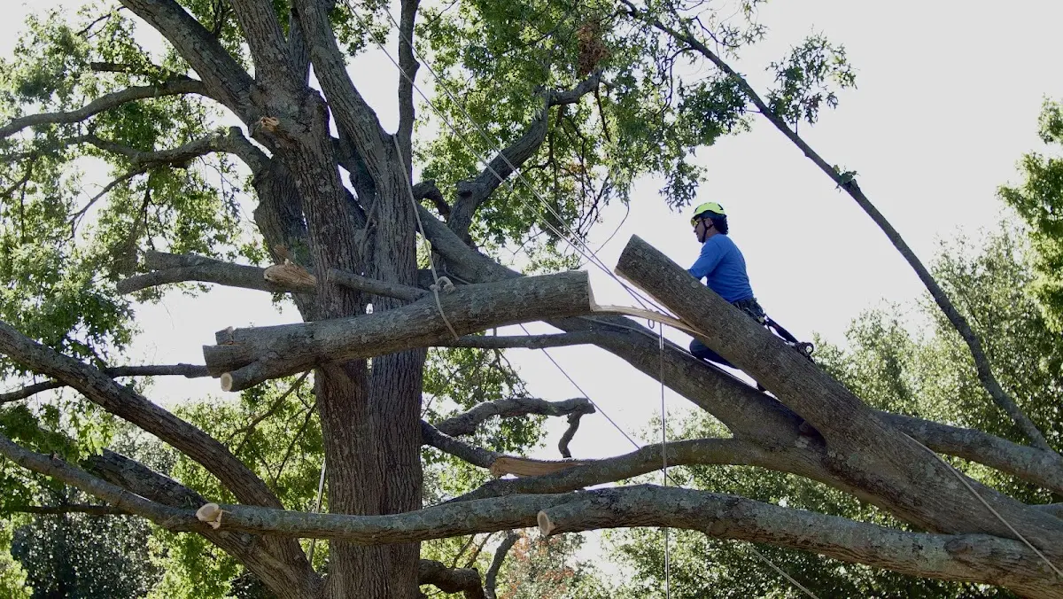 Professional Crown Thinning performed by certified arborists in Fish Creek